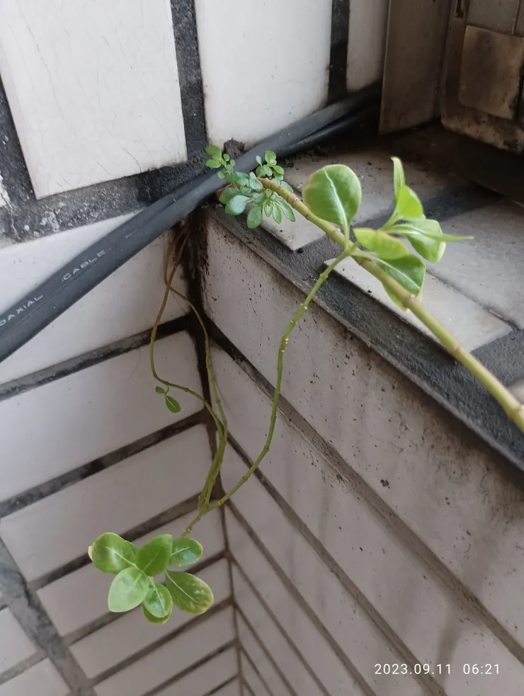 雨客住已月餘，女兒牆綠情暗長，陪伴荒唐，今晨自拍