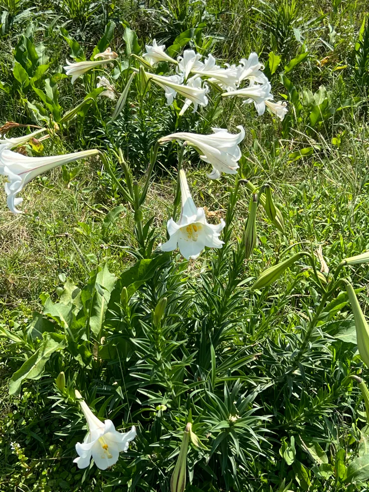 誰能想到百合?也是魯凱族,貴族少女成年禮後的配戴。