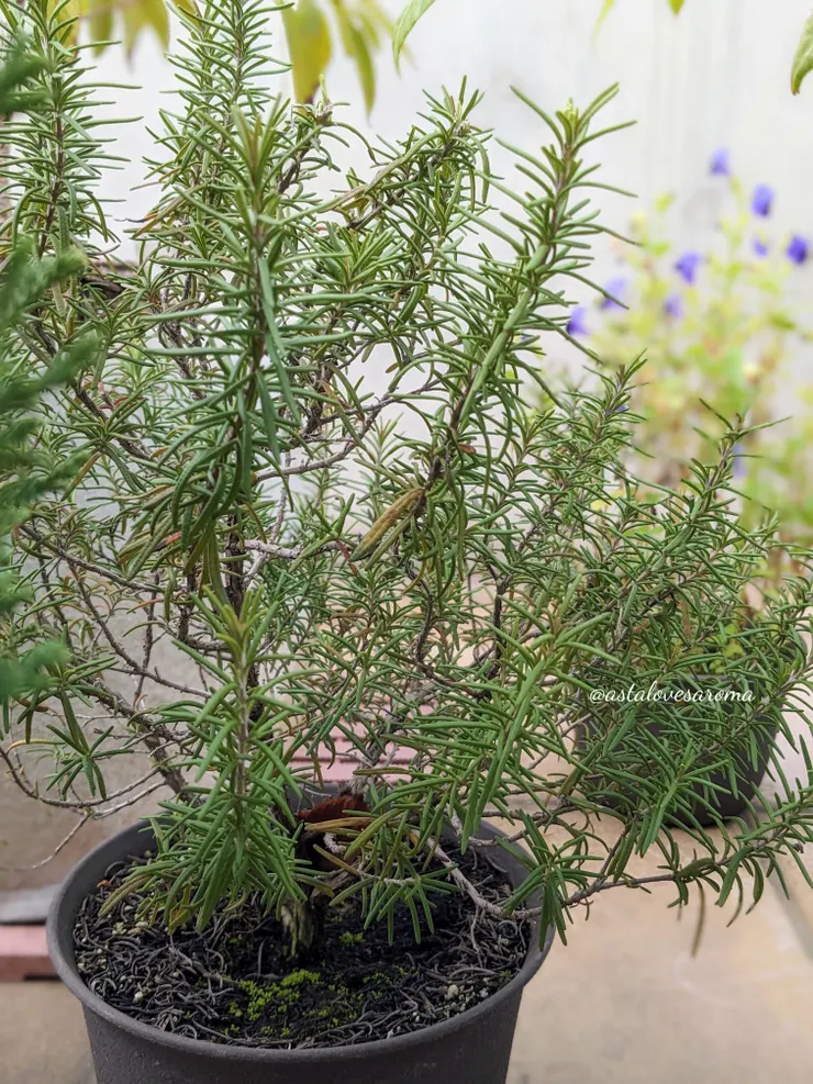 扦插養大的迷迭香