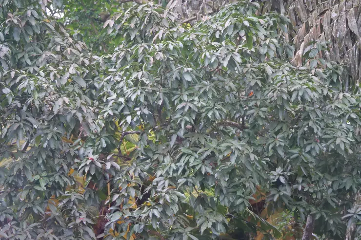 考眼力：超小的Orange Minivet