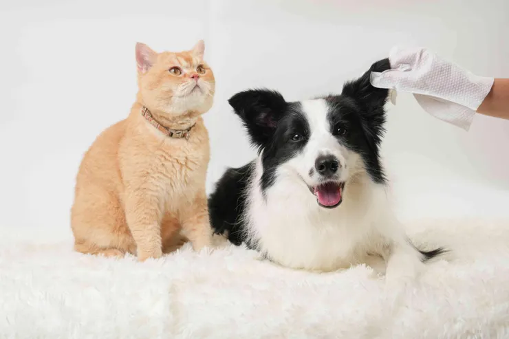 圖說：不只環境清潔，「臭味滾」同步開發清潔手套、濕紙巾等擦拭型潔淨產品，自然無添加的友善設計，為毛孩清潔不再小心翼翼。（資料來源：臭味滾）