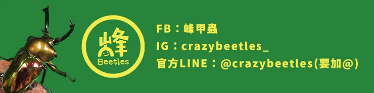 峰甲蟲工作室
