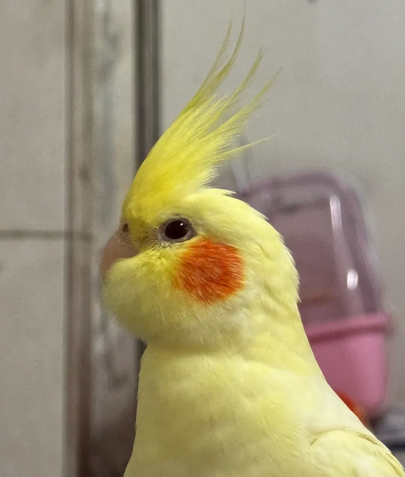 src