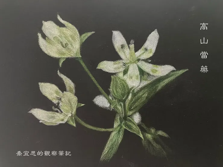 高山當藥，台灣原生種。