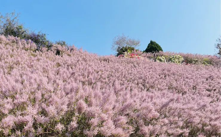 比人還要高的『粉紅山丘』。