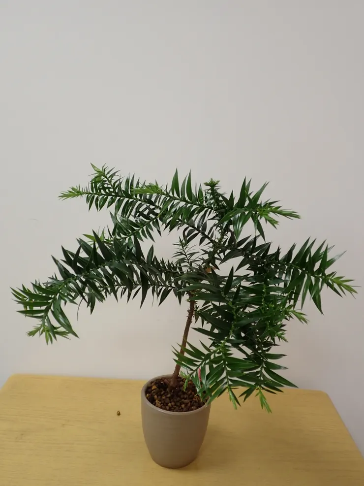 中山社大114.10.02