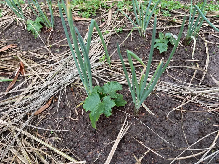 小黃瓜與蔥共生