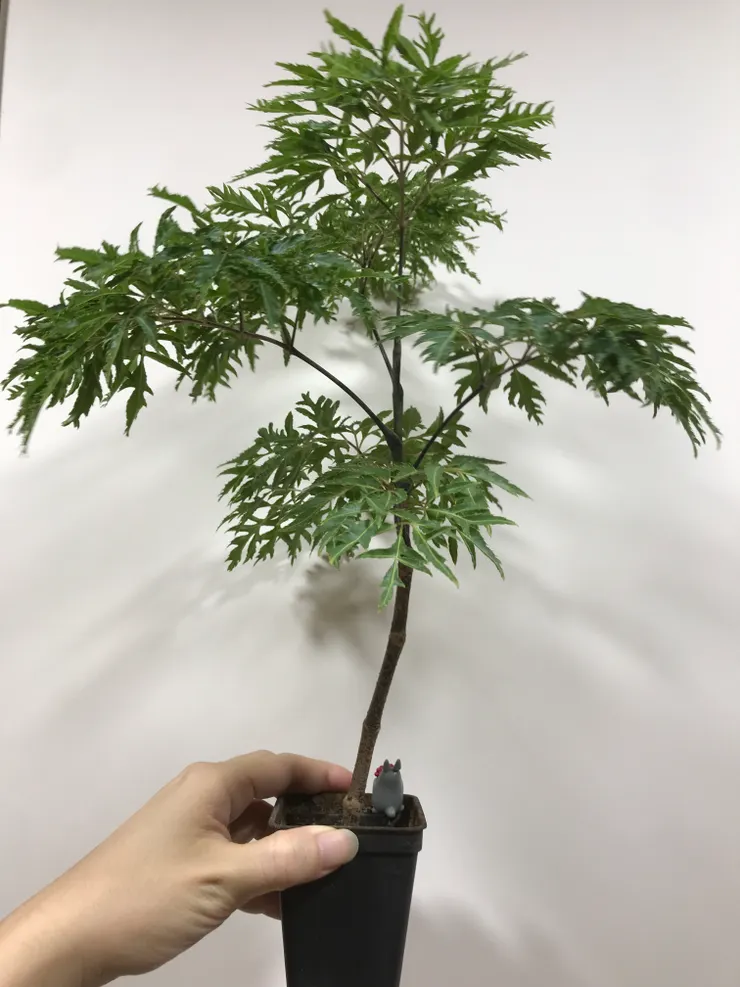 從陶盆盆器裡拿出來的樣子，這盆子就是瘦高型的