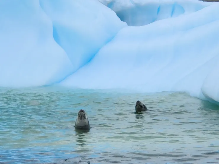 海豹潛水後，浮到水面休息，載浮載沉，露出小臉，非常可愛。