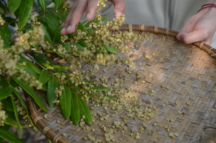 輕拍龍眼花的花穗，就可以取得新鮮龍眼花