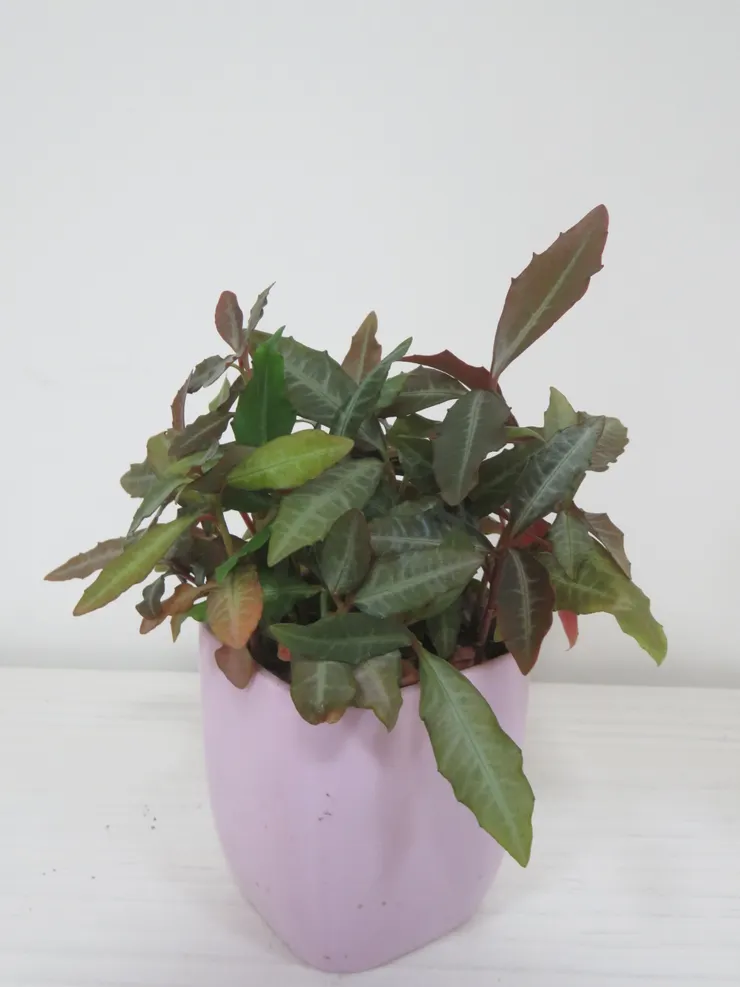 萬里痘痘111.10.07