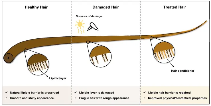 護髮與外力刺激下的頭髮受損狀況 (圖源Polymers, 15(3), 608)