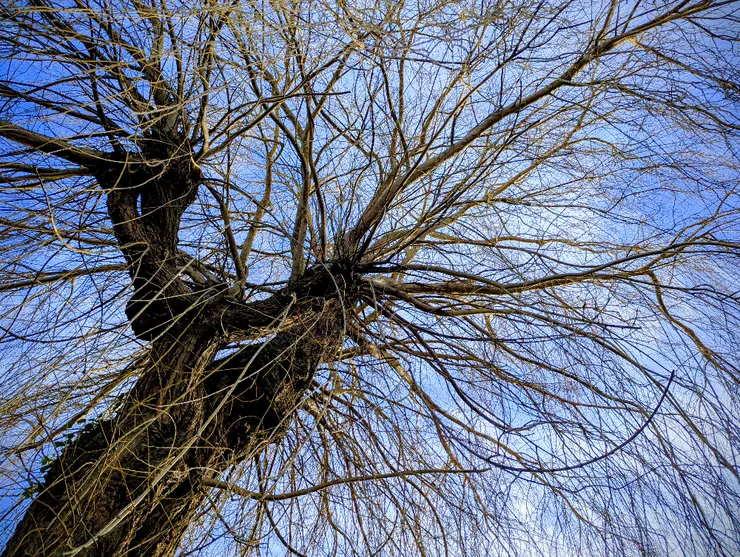 2026/01/20 大寒：住家巷口一戶人家後院，有參天柳樹一棵，每次外出散步必經過。節氣之始，以汝為證。