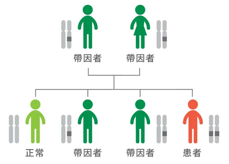 隱性遺傳疾病的「帶因者」，本身不會發病亦無任何症狀，但若夫妻雙方帶有相同隱性疾病的基因變異時，則有 ¼ 機率生下重症寶寶。（圖片來源：慧智基因官網）