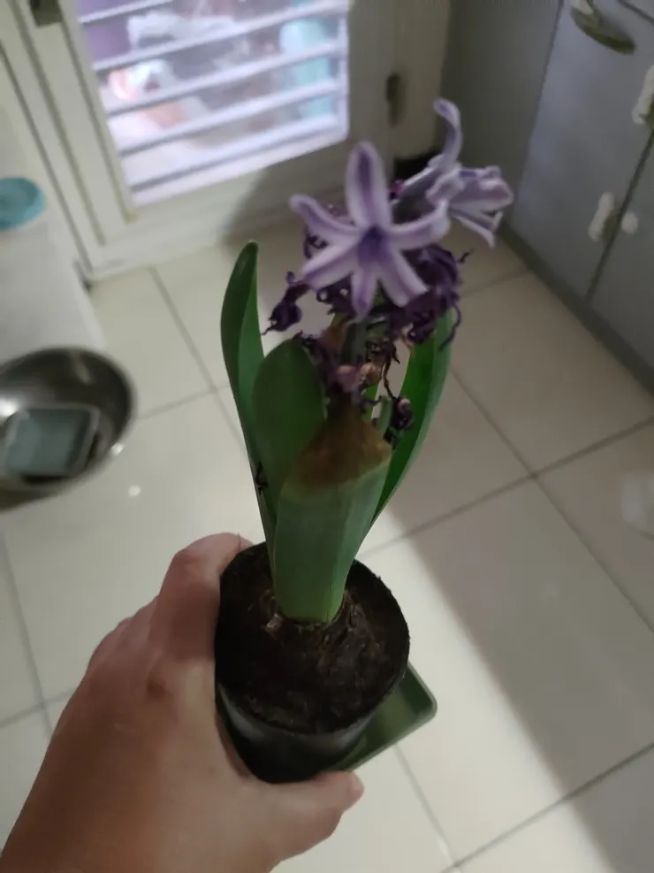 第二春風信子快終點的樣貌🥹