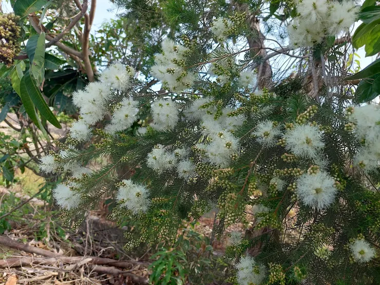 雖然名裡有「茶」，但與茶樹科（Theaceae)的茶無關，而是屬於桃金孃科白千層屬（Myrtaceae Melaleuca）。