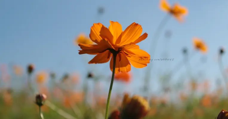 屁屁式生活提案