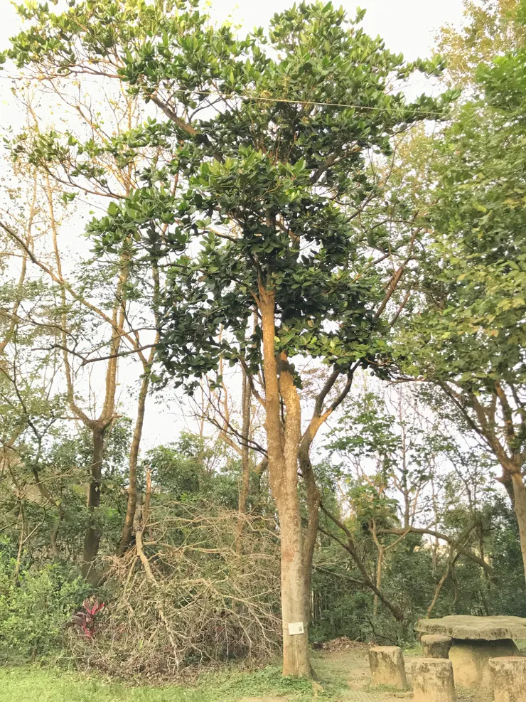 大橄後面的大樹朋友被康芮颱風吹斷了