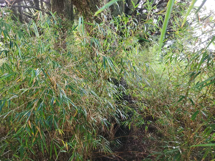 沒什麼太大問題，就是鑽箭竹。到拾丸山都好走