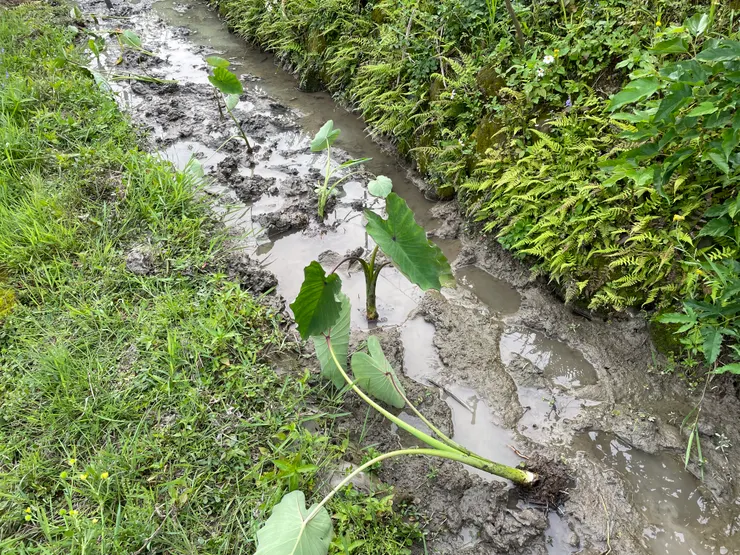 阿媽把芋頭種在田溝裡