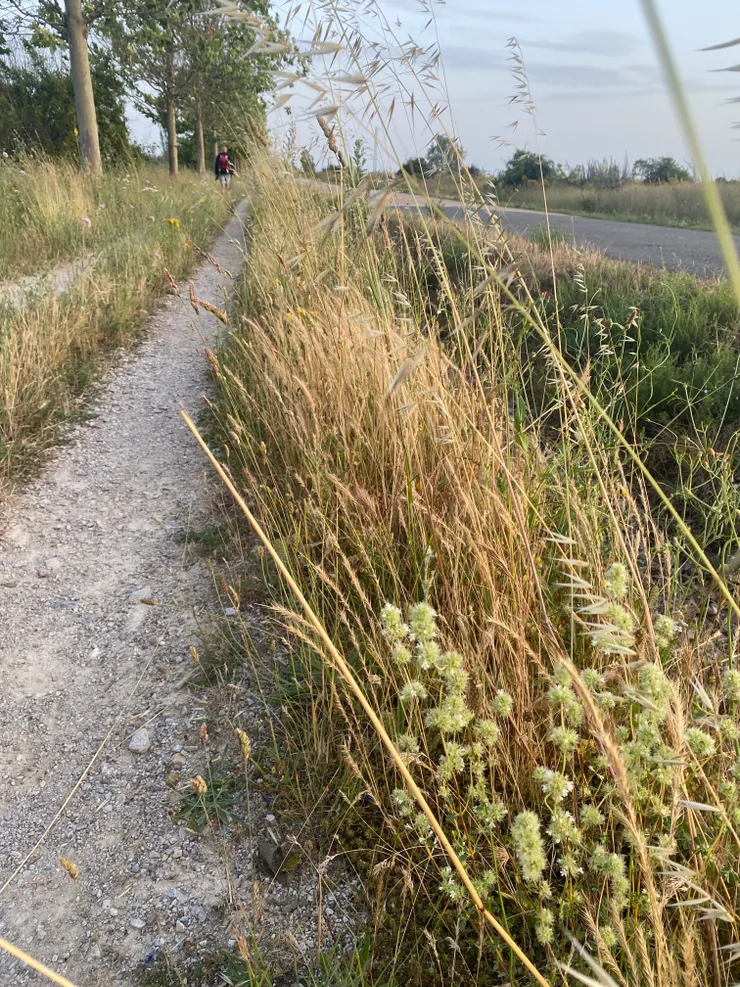一個西班牙大叔，請我幫他拍照，後來在路上陸續都還有遇見他，是個很和善跟溫暖的人，他教會我綠色球球植物搓它會有香味跑出來，一秒被圈粉。