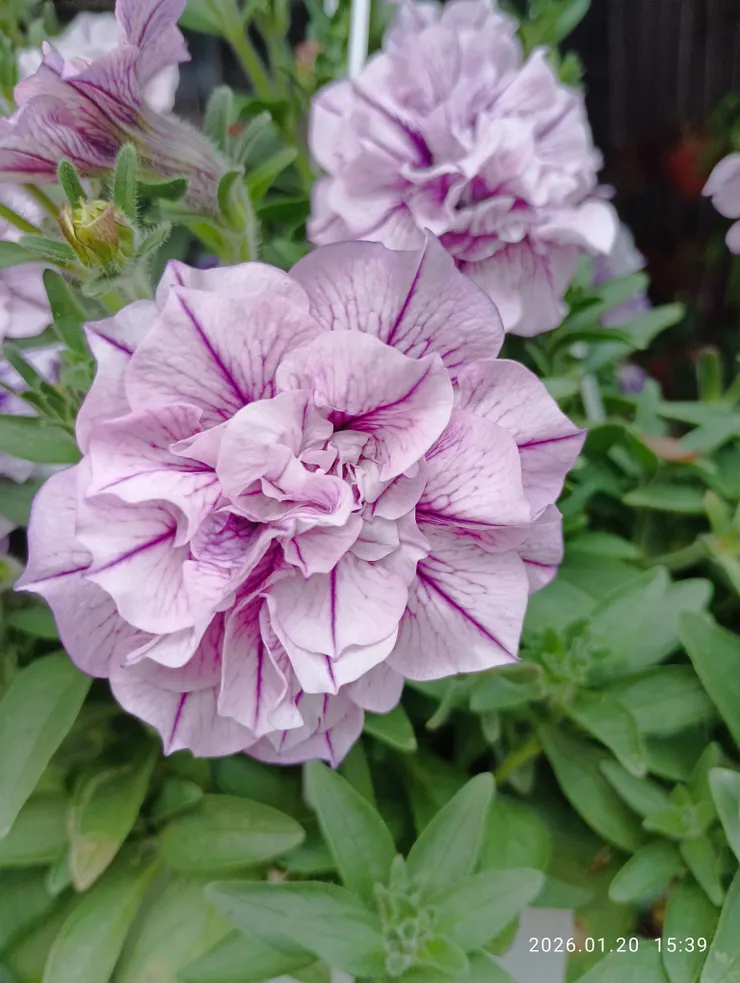 紫色流星雨，歐洲牽牛花