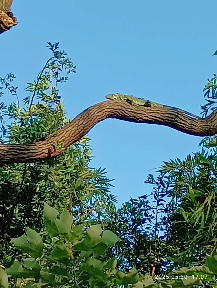 綠鬣蜥迎陽曬，自拍攝