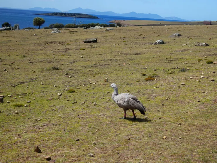 路霸鵝巴任角鵝(Cape Barren Goose)