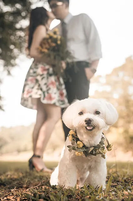 照片取自SOSI婚紗