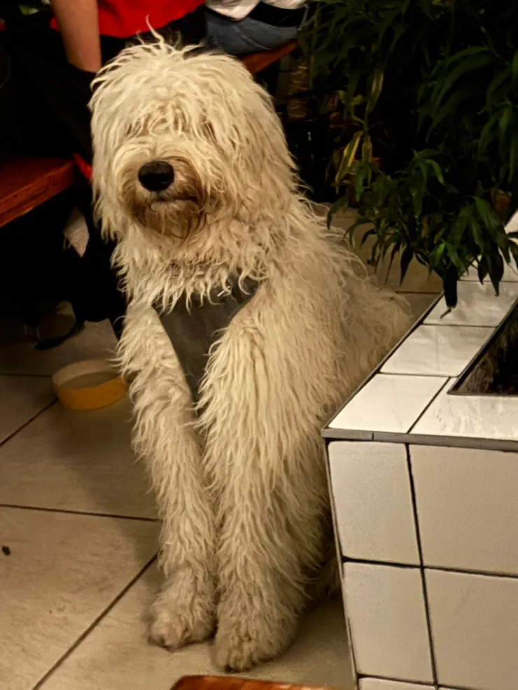 跟朋友去bar，在吸煙區遇到的可憐狗勾