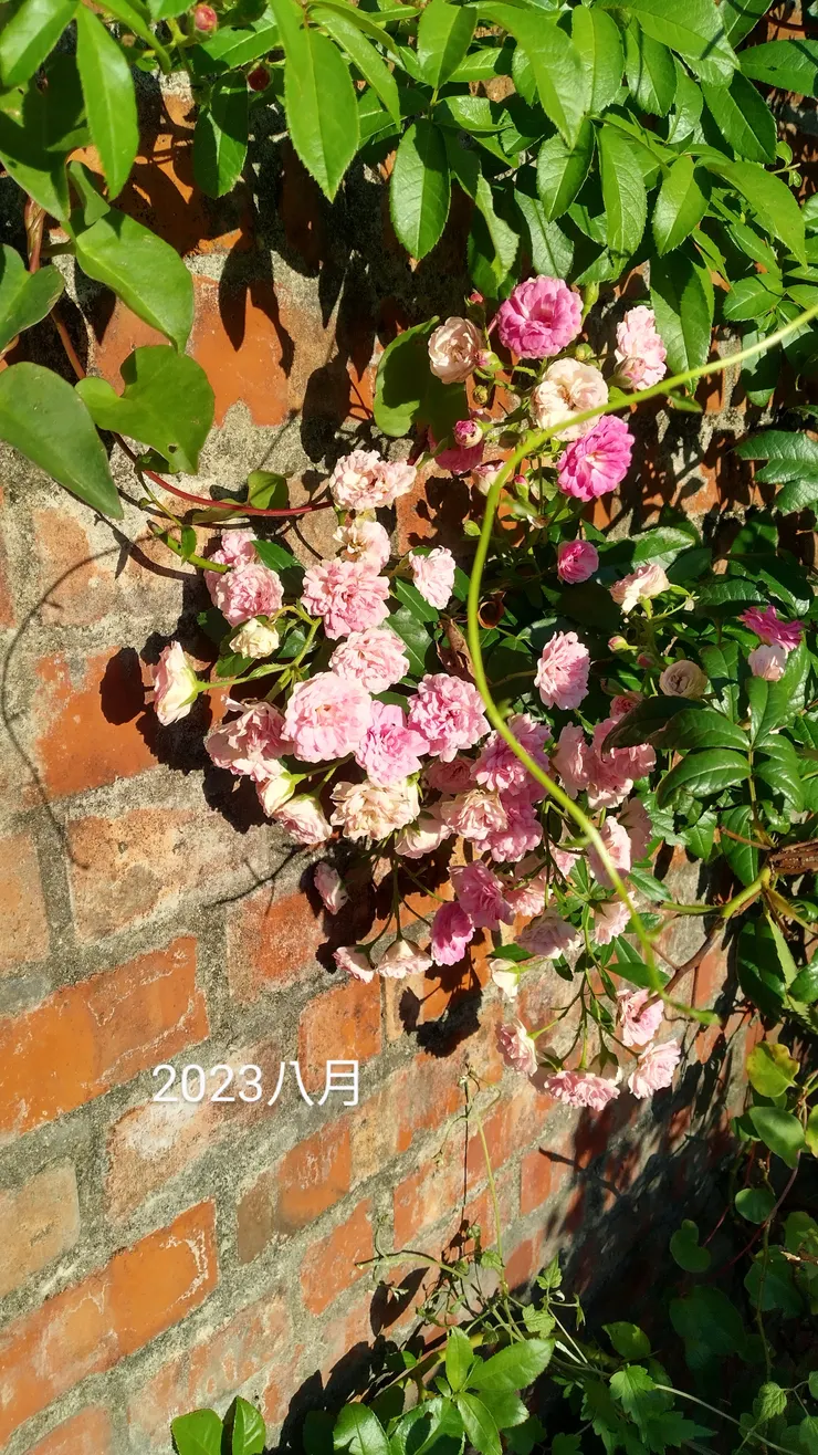 猜想應該是薔薇