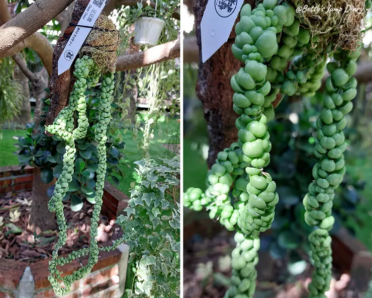 ▲龍潭「野薑花與貓」庭園餐廳/ 圖片來源:Betty's Jump Diary