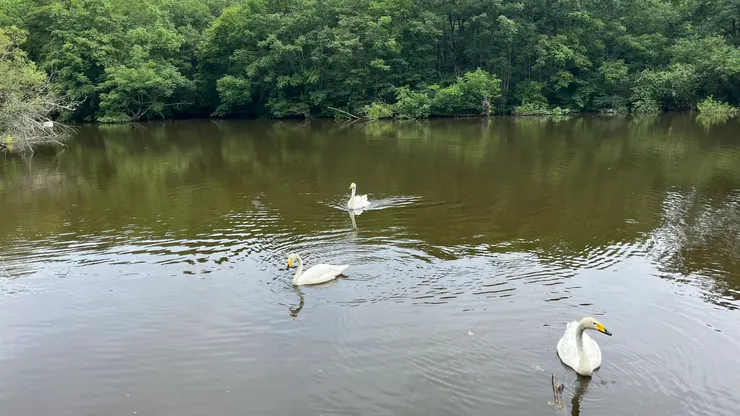 應該算園區相對自由的生物了。