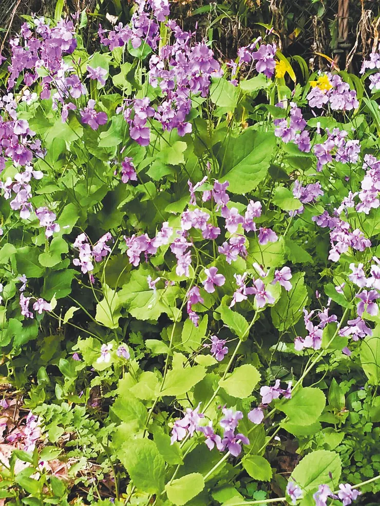 諸葛菜在惡劣環境俱可種植存活。