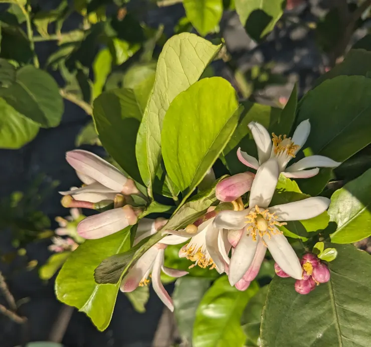 柚子花