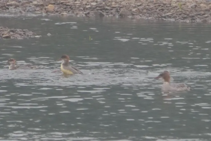 普通秋沙和孩子們