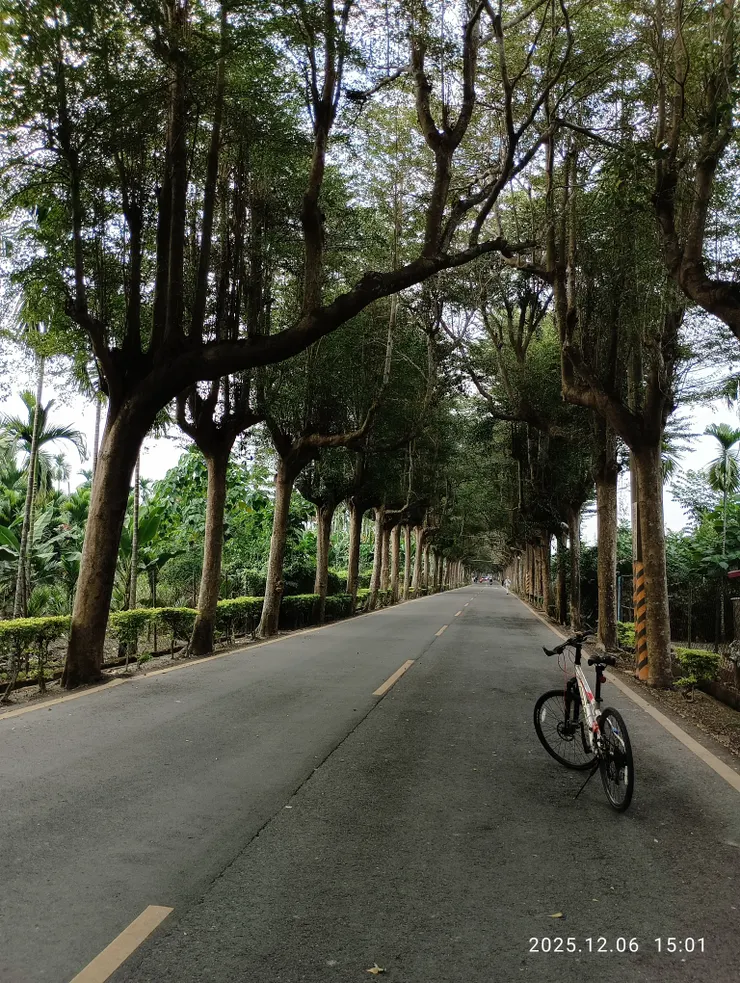 泗林1,2公里長的小葉欖仁綠色縣道