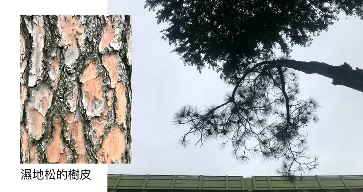 【附圖:台北市行道樹之一的濕地松之樹皮 / 可見其中的 bark (皮於木幹) 有呈現塊狀剝落的自然現象,可見 barking (剝皮離開之名動;剝皮離開狀) 的現象不一定是人為施加的,也可能是樹木蛻皮的自然本能。】