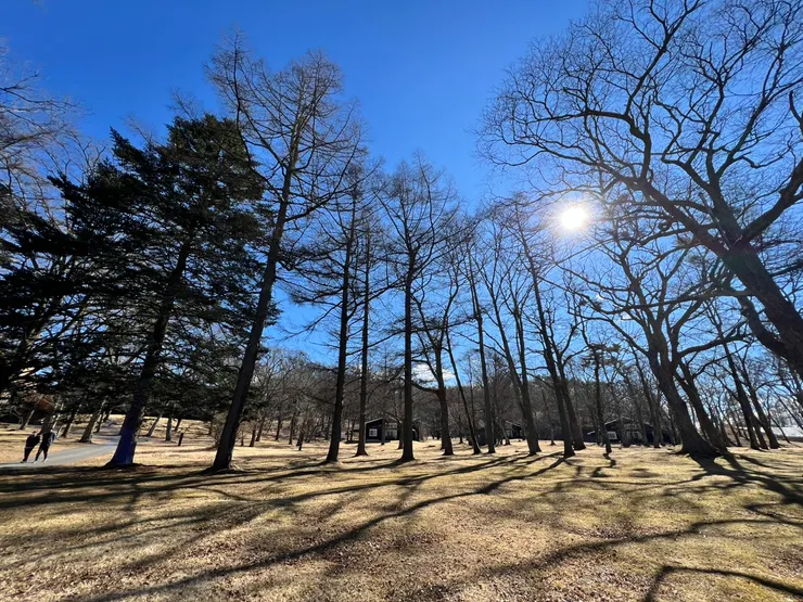 輕井澤滑雪場旁的樹林一景