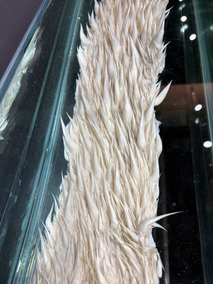 在標本展示室中展示的革龜佈滿倒刺的食道實體標本