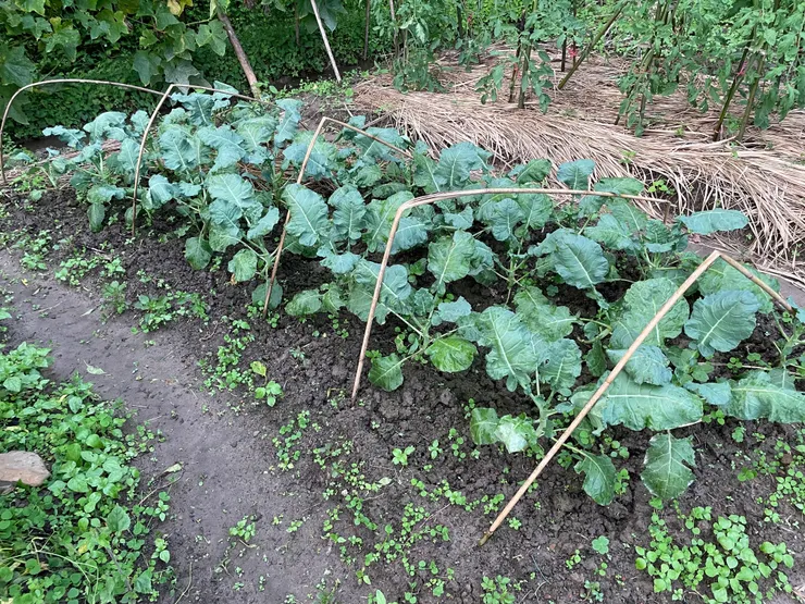 存活下來的青花菜