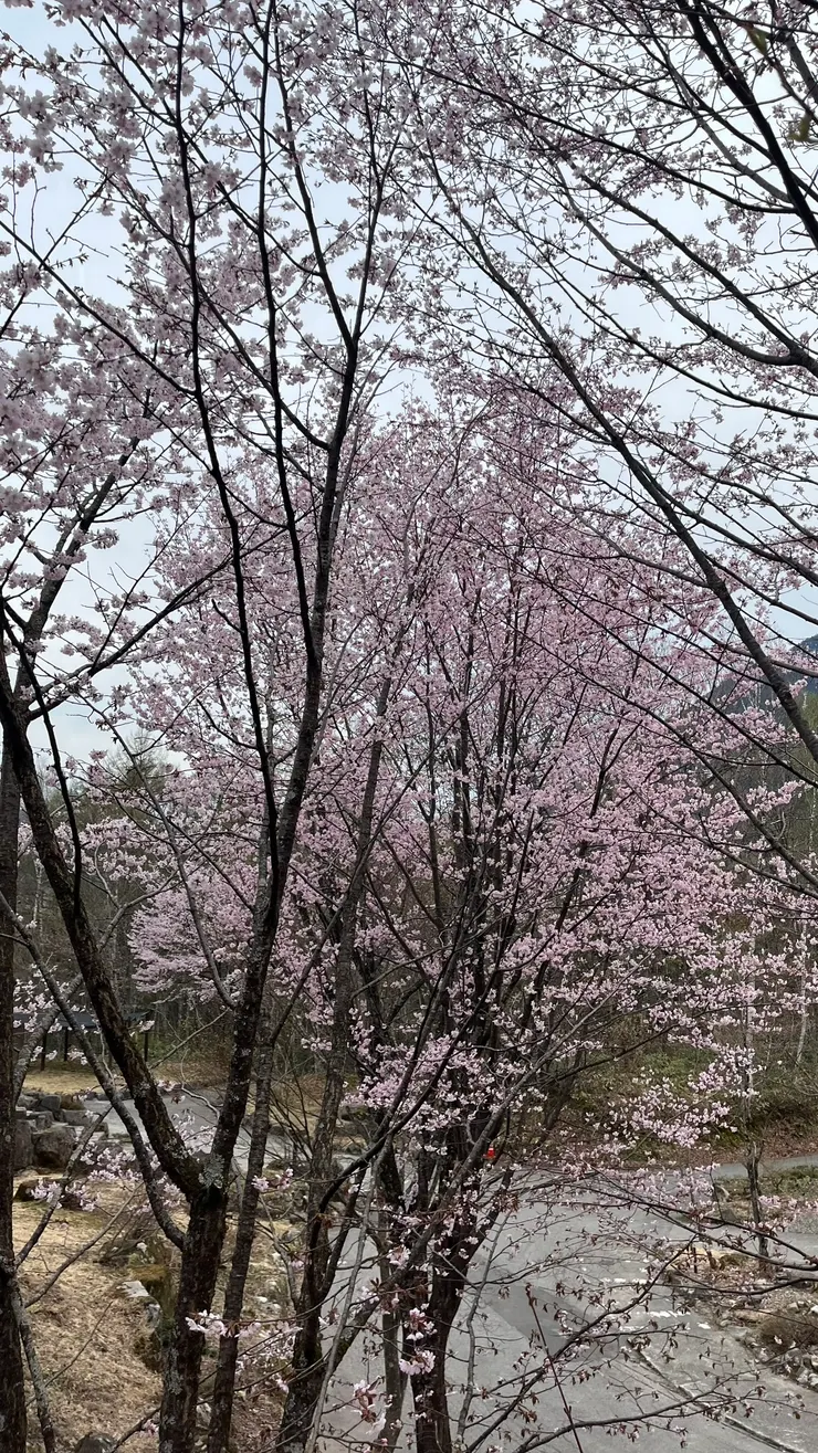 日本隨便路邊的櫻花都很美。