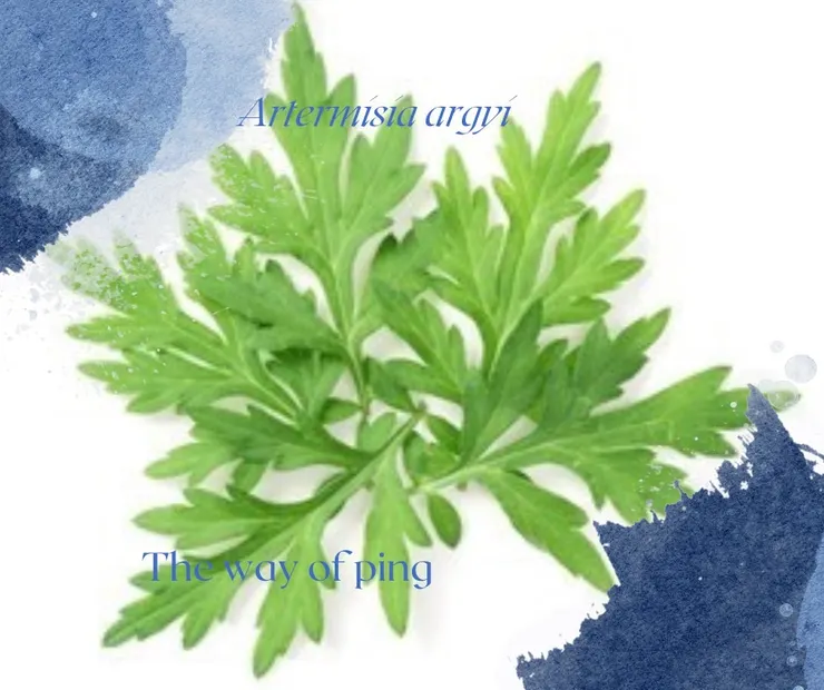 艾草品種有幾百種，可以多方參考