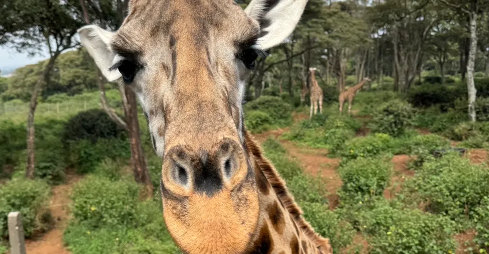 葛瑞葡的私旅手帳