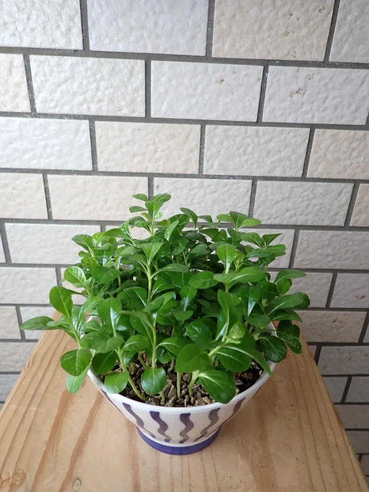 新店崇光社大114.10.08