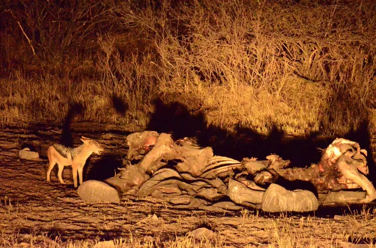 胡狼吃大象屍體