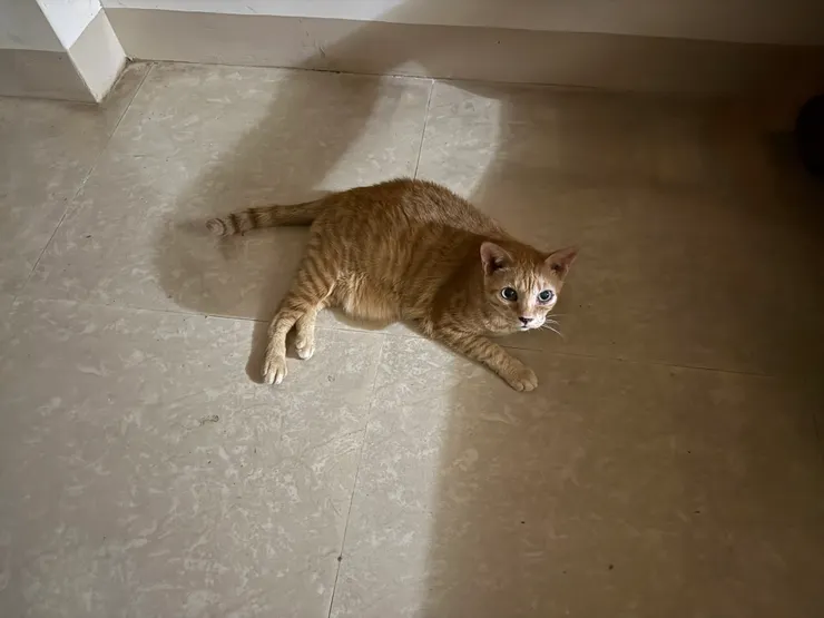 貝里。圖片拍攝者：老葉。