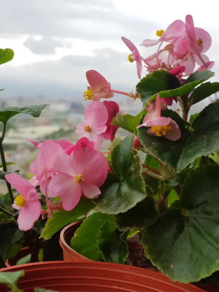 冬天繁盛的海裳夏天已休眠，蓄積能量，待入秋再度當開花機器！    攝於2023.12 【小倉鼠花園筆記】