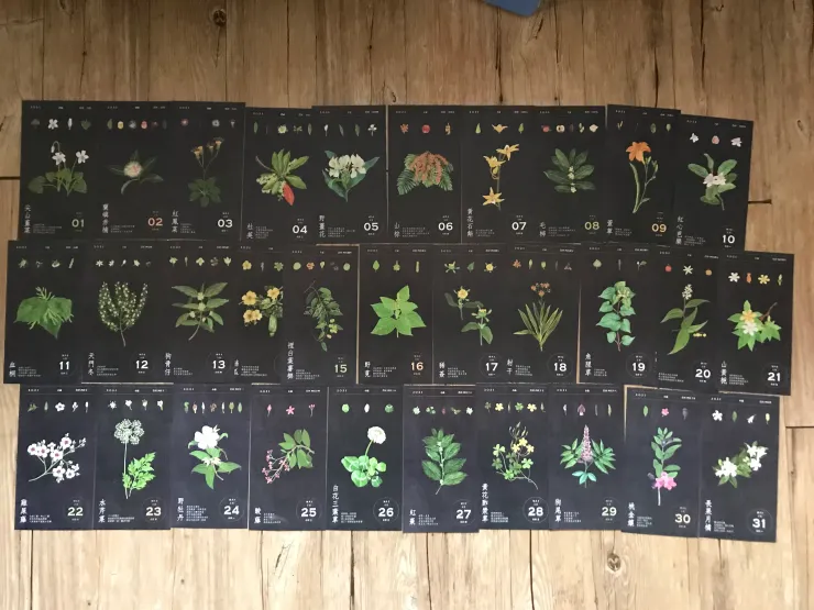 5月選花除了植物的綠，也開始出現不同的顏色。