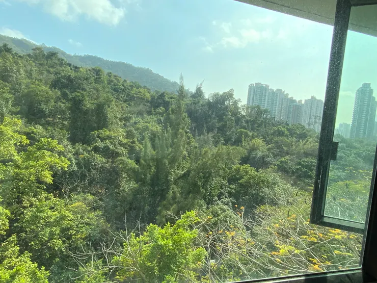 一窗之隔的萬物復甦與我無關